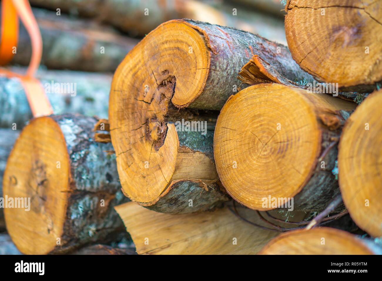 Trunks aus Holz schneiden und zusammen auf einem Haufen Stockfoto