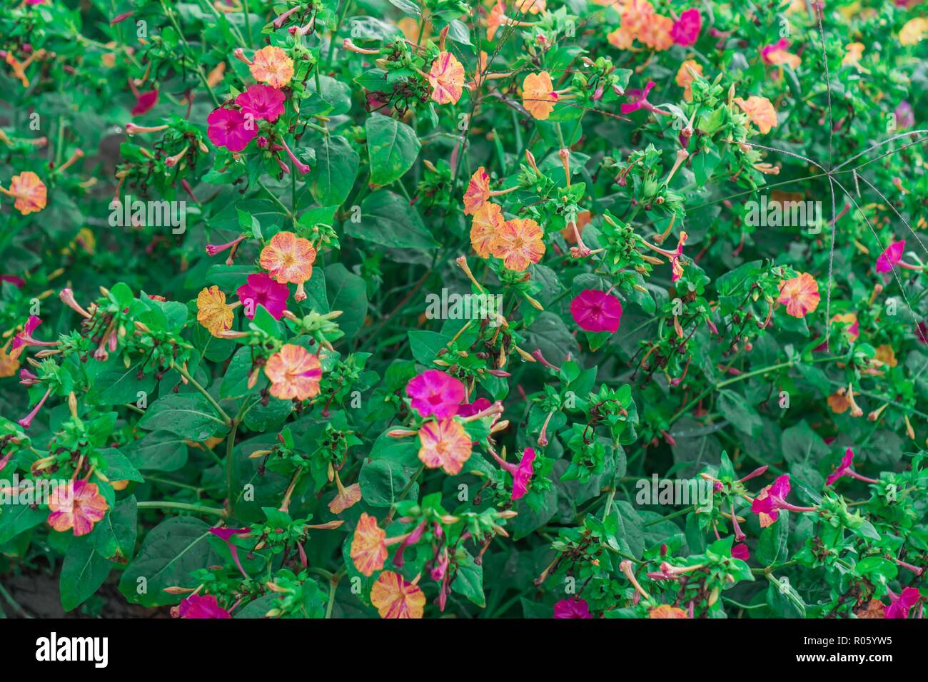 Die Rosen von den Wald mitten in der grünen Natur Stockfoto