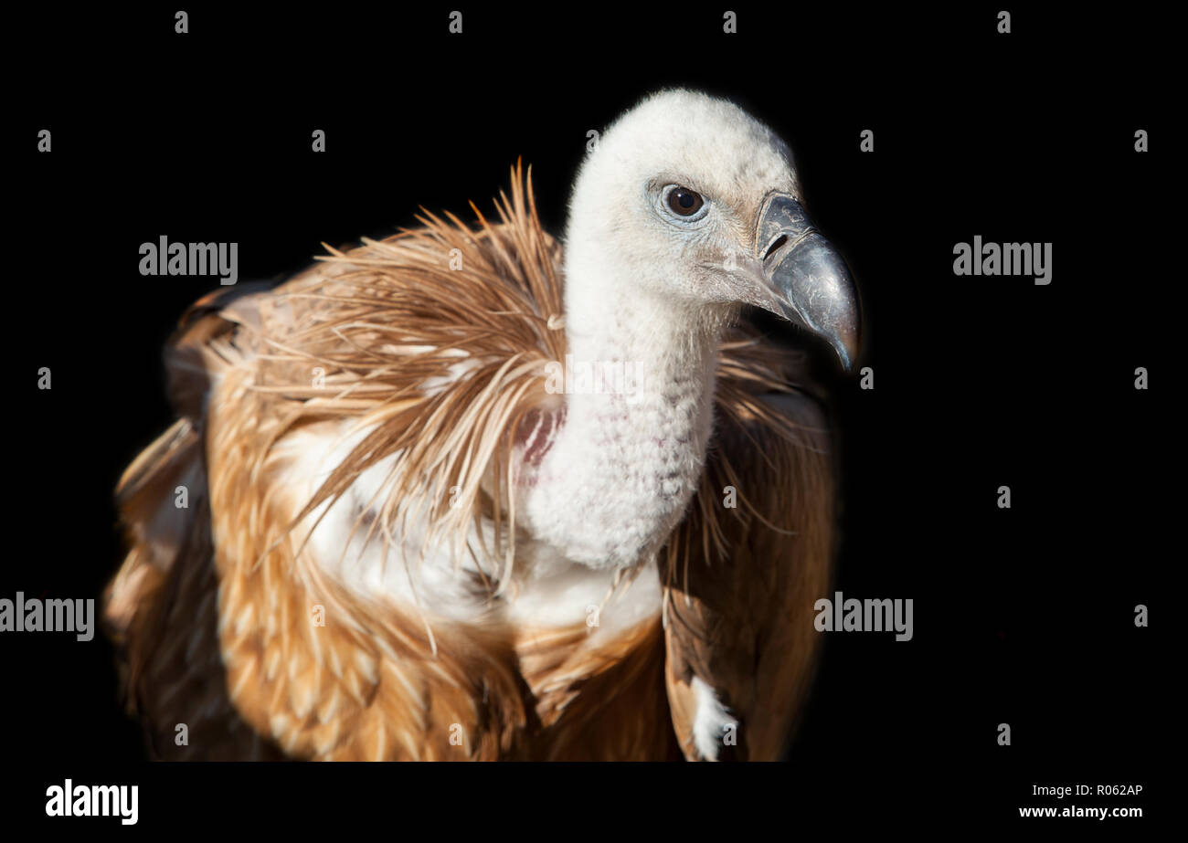 Gänsegeier oder Tylose in fulvus gehockt, Extremadura, Spanien. Dunkler Hintergrund Stockfoto