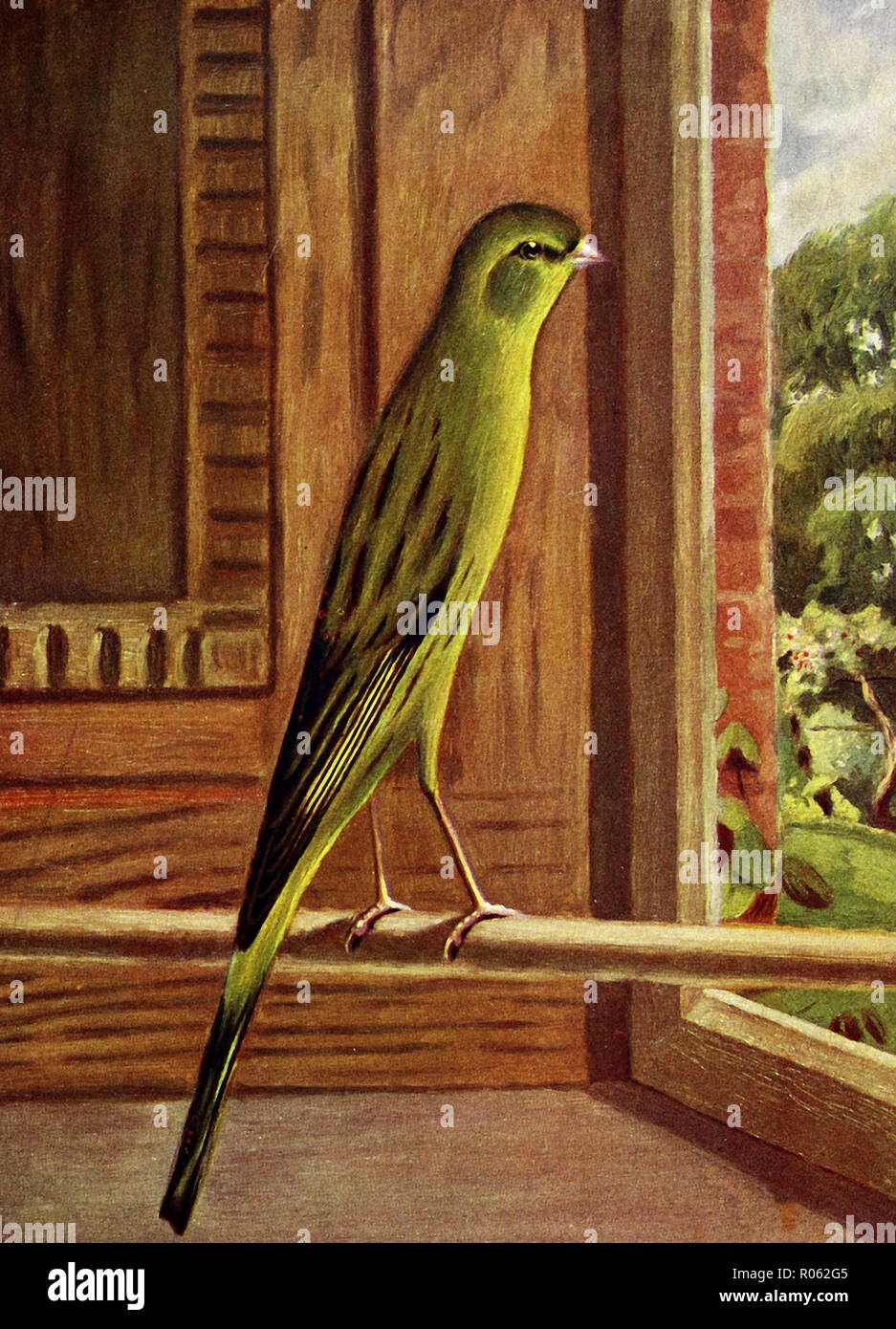 Gelbe selbst grünen Yorkshire Kanarienvogel, ca. 1900 Stockfoto