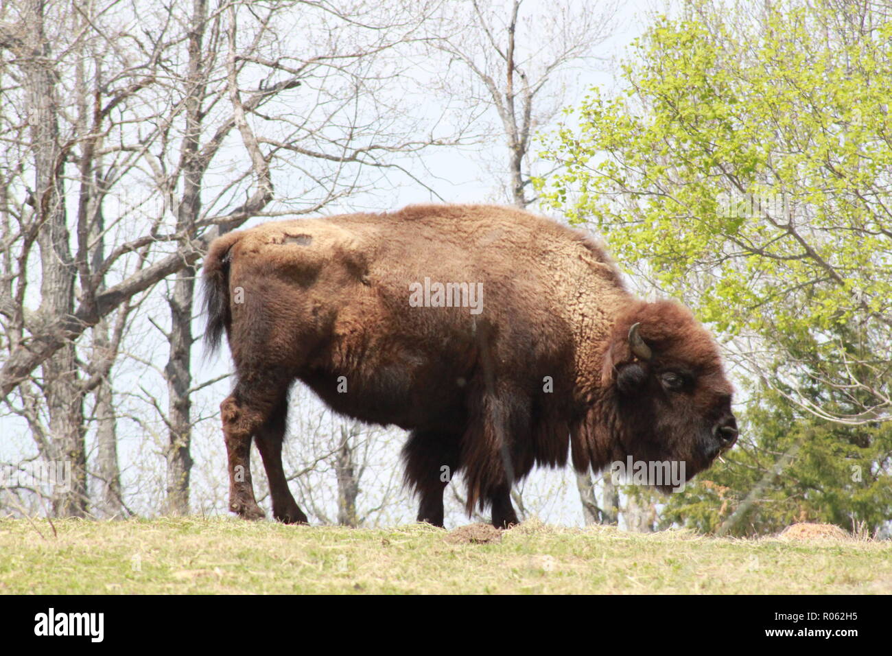 American Buffalo stehend an der North Carolina Zoological Park in Asheboro, NC Stockfoto