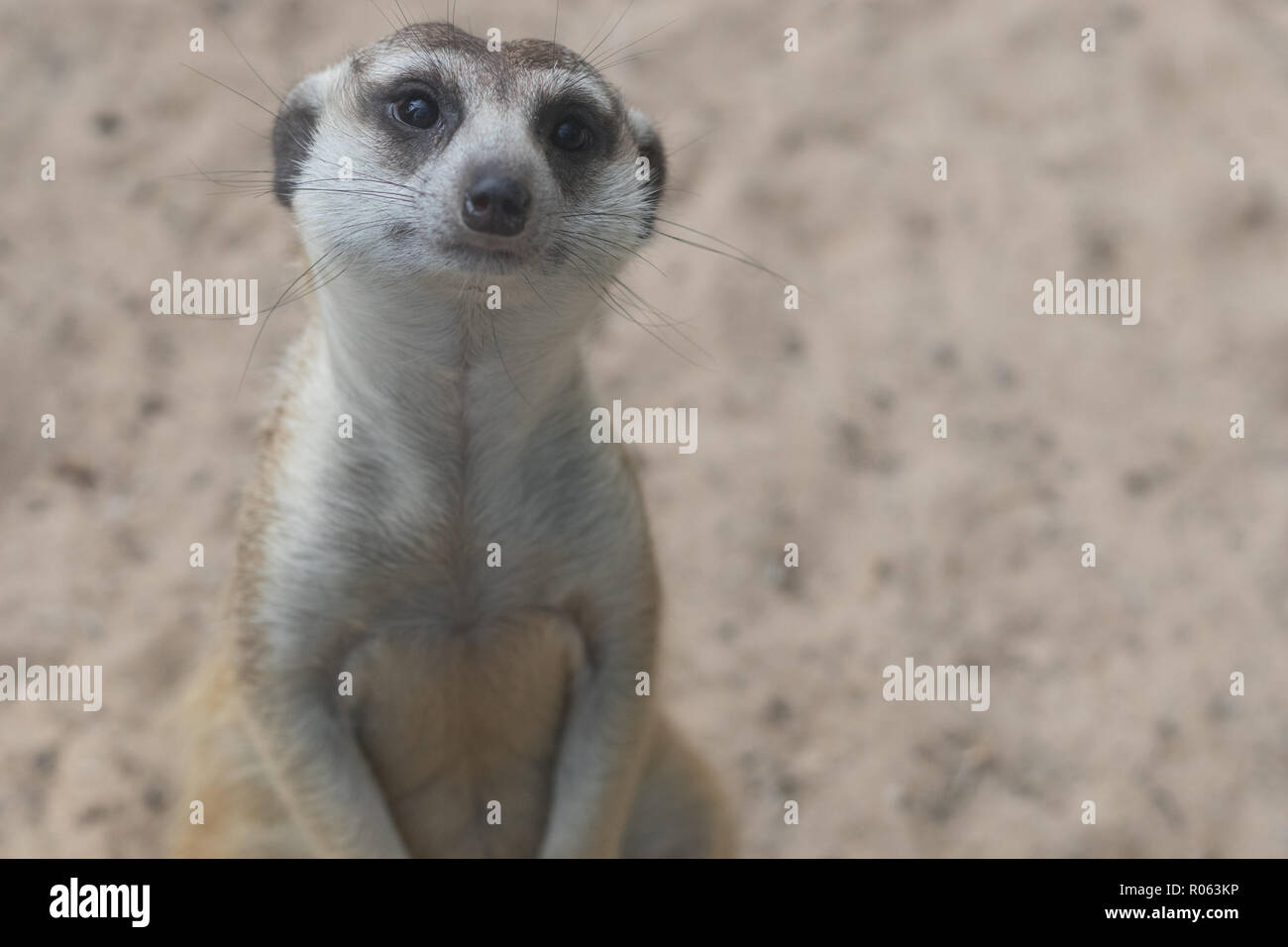 Nahaufnahme der süße Erdmännchen im Zoo mit Sand Hintergrund Stockfoto