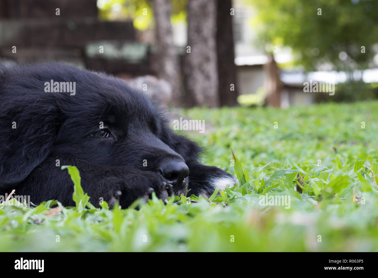 Sleepy Welpen auf grünem Gras Stockfoto