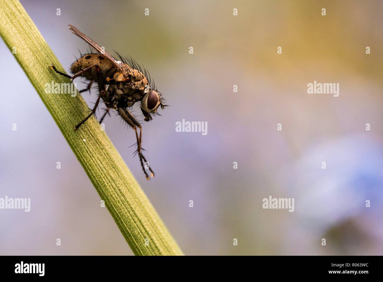 Gemeinsamer Haushalt fliegen, sitzt auf einem Schaft von Grass mit seiner Vorderbeine angehoben und streckte. Nahaufnahme Makroaufnahme. Stockfoto