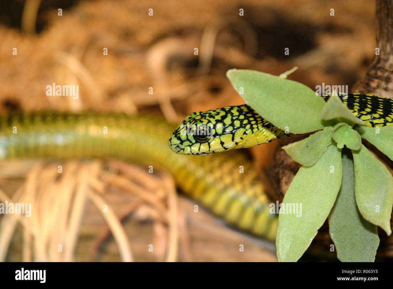 Boomslang, Bucephalus typus (Dispholidus typus) Stockfoto