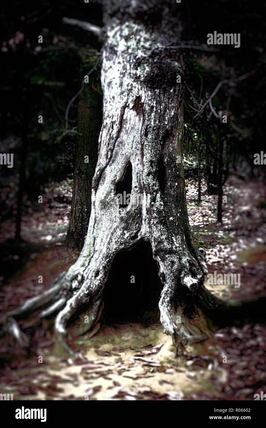 Halloween Baum im Wald von San Romolo Italien Stockfoto