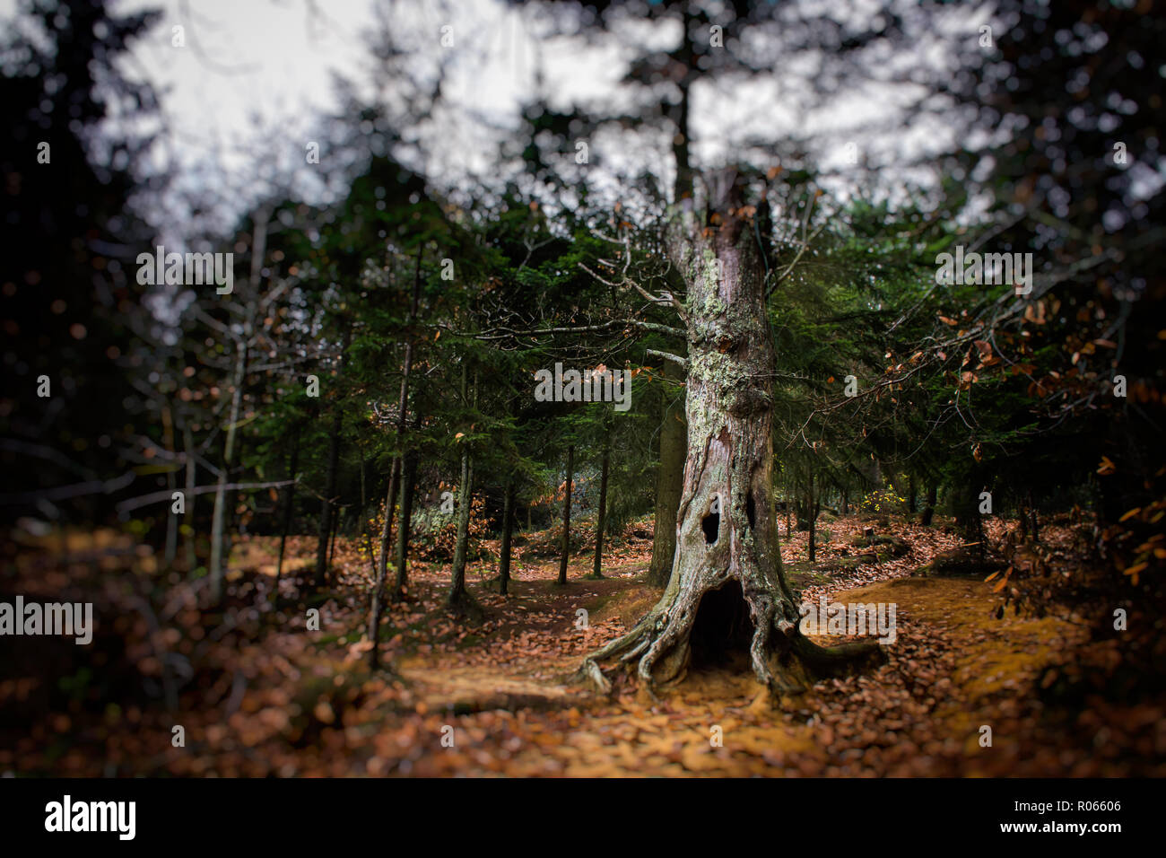 Halloween Baum im Wald von San Romolo Italien Stockfoto