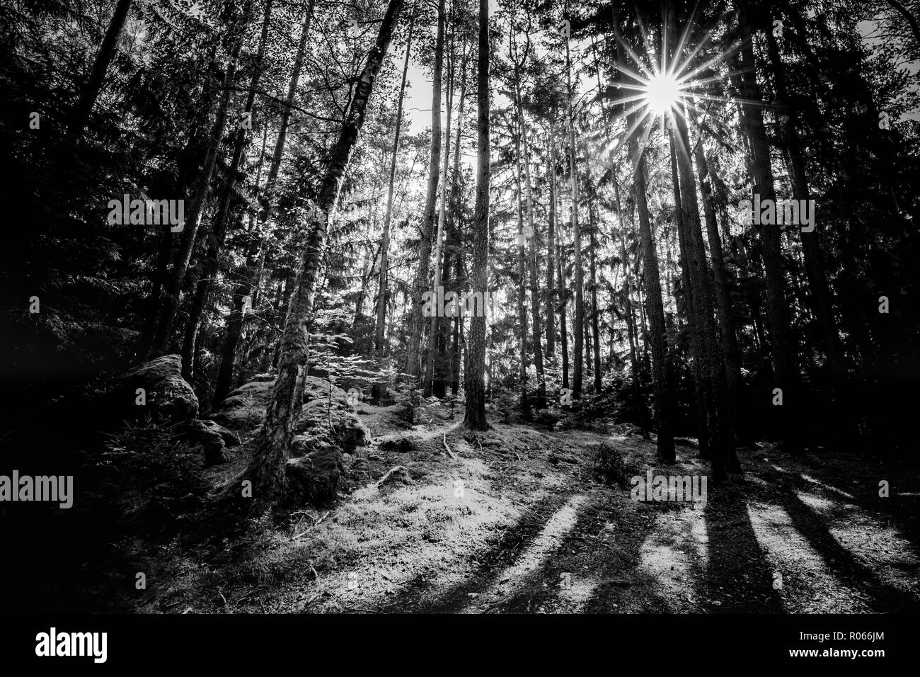 Wald Wald Bäume mit Hintergrundbeleuchtung durch goldenes Sonnenlicht vor Sonnenuntergang mit Sonnenstrahlen durch Bäume auf Waldboden leuchtenden Baum, Natur Stockfoto