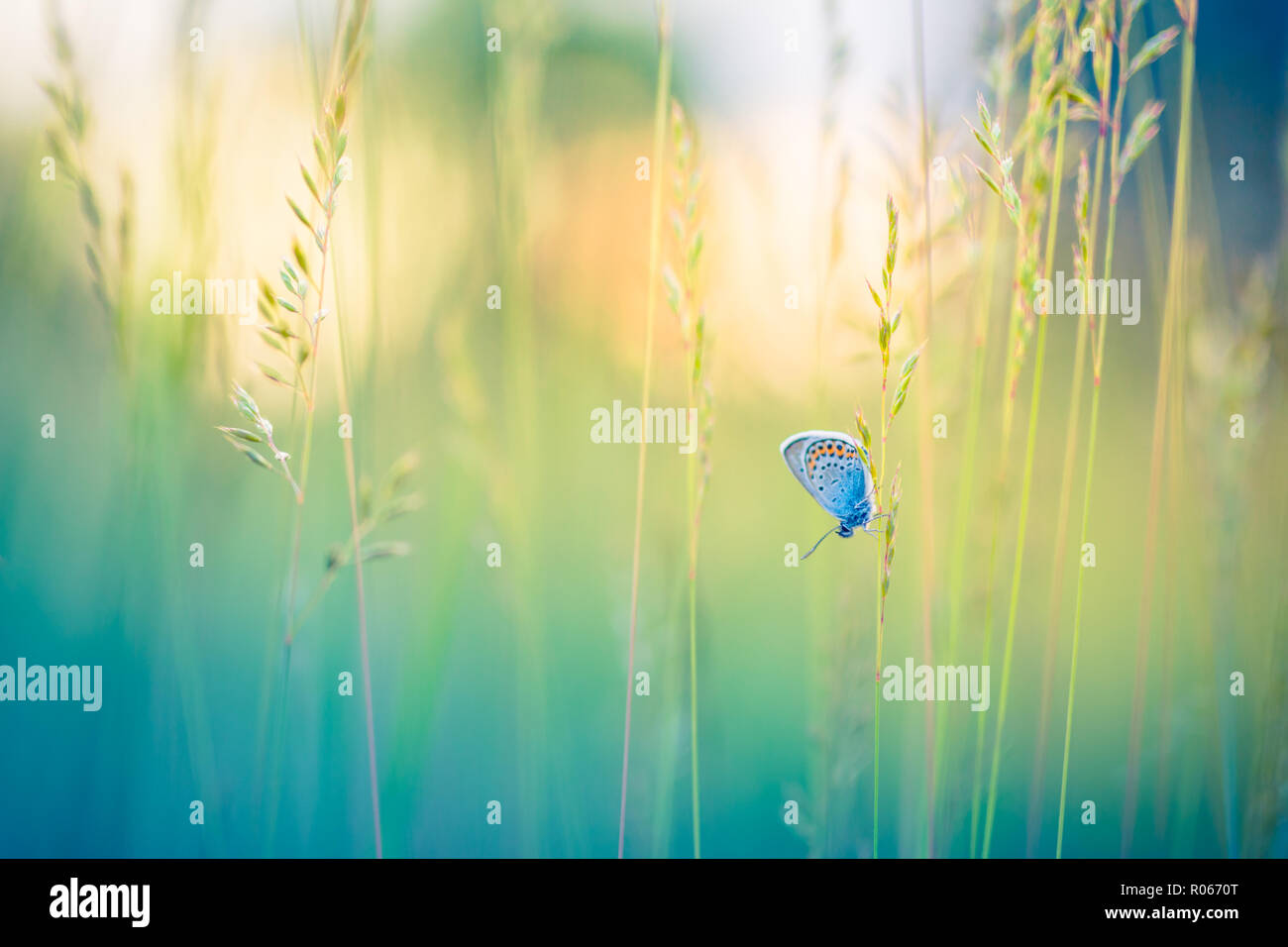 Natur Hintergrund Konzept. Schönen sommer wiese und Schmetterling. Inspirierende natur Nahaufnahme. Frühling Sommer hellen Hintergrund, künstlerische Natur Stockfoto