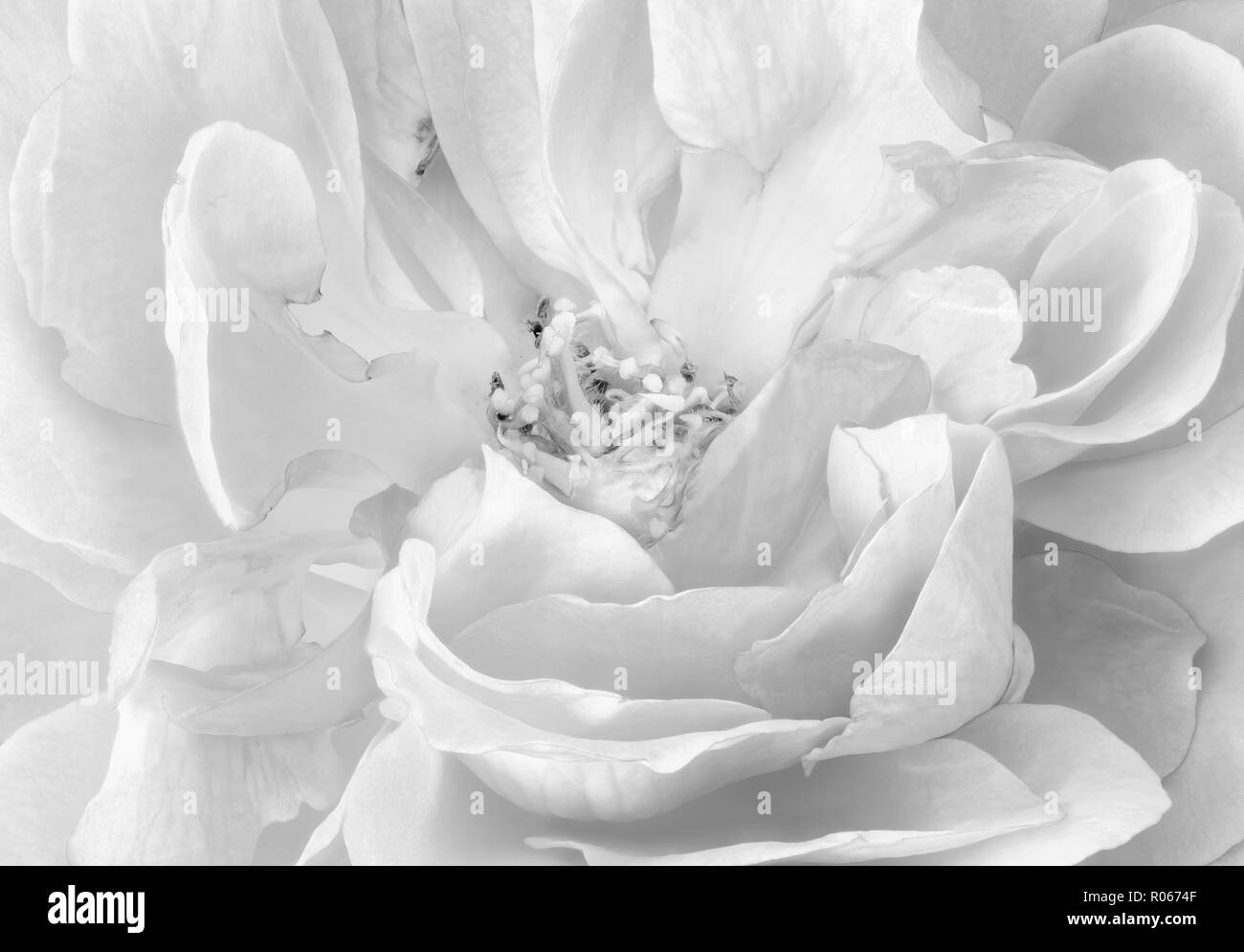 Monochrome fine art noch Leben helle florale Makro Blume Bild von Adie Innere eines weißen Weiten Rosenblüte, mit detaillierten Textur Stockfoto