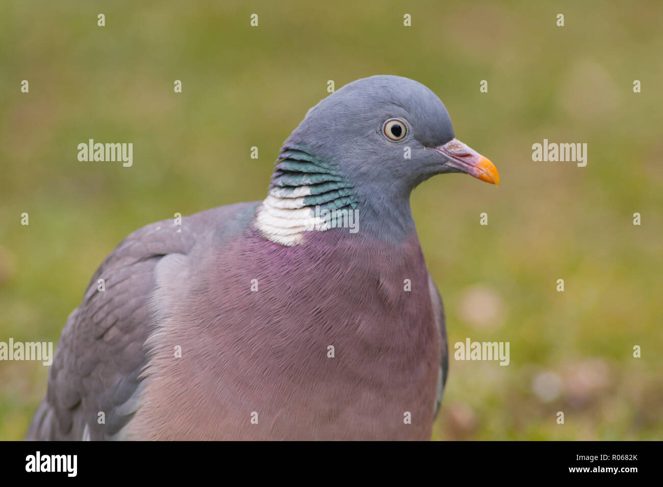 Ein Woodpigeon (Columba Palumbus) hautnah im Vereinigten Königreich Stockfoto