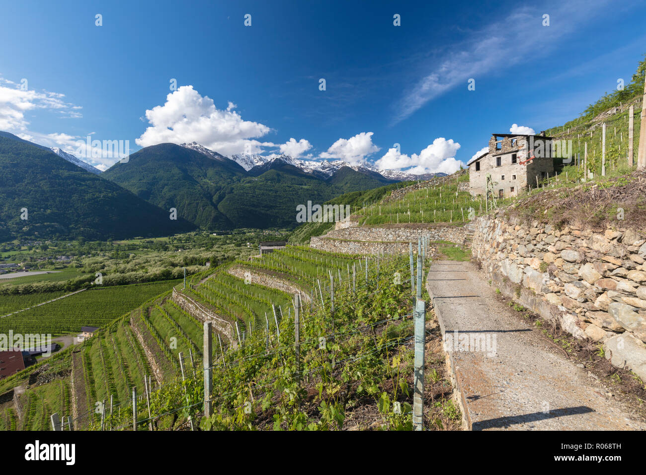 Weinberge und Terrassierung, Bianzone, Sondrio Provinz, Valtellina, Lombardei, Italien, Europa Stockfoto