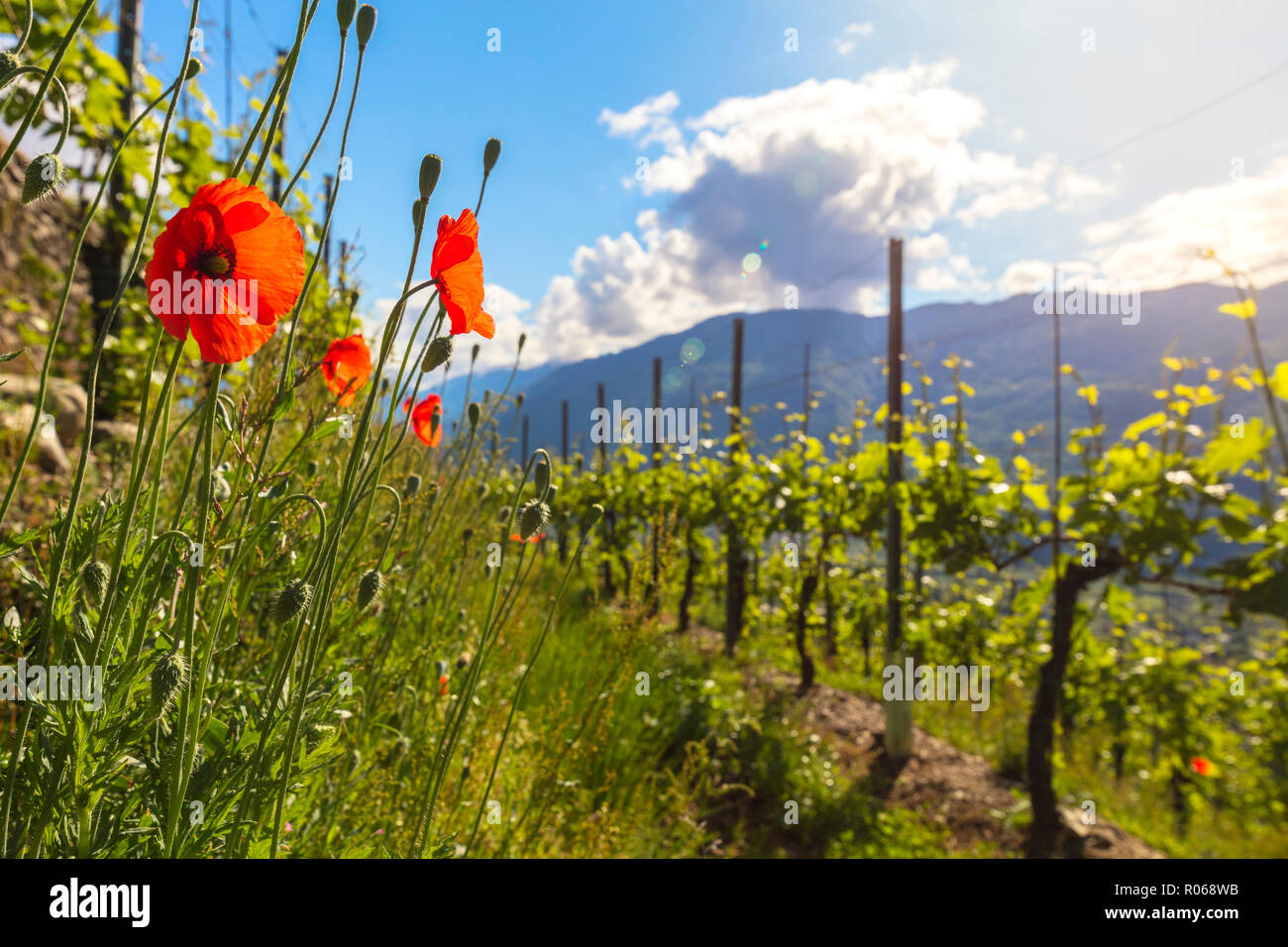Roter Mohn und Weinberge, Bianzone, Sondrio Provinz, Valtellina, Lombardei, Italien, Europa Stockfoto