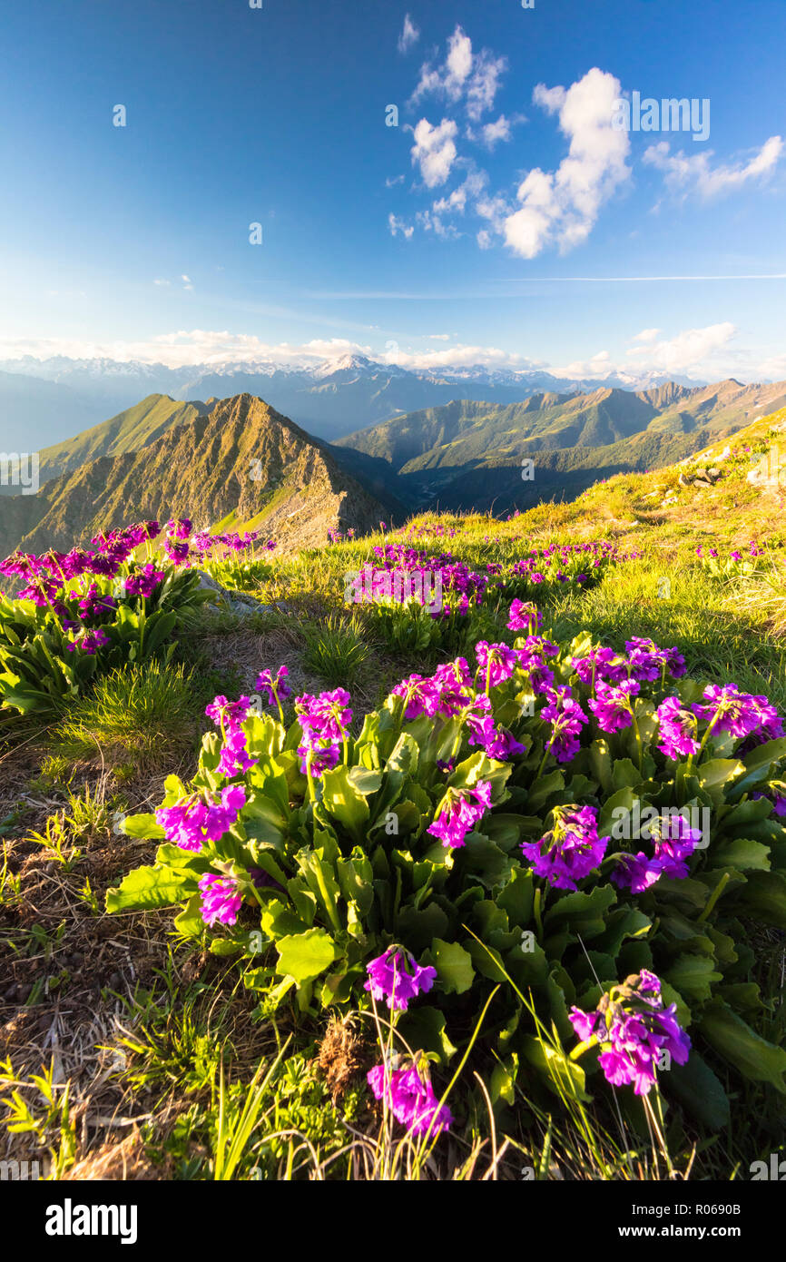 Wilde Blumen am Monte Azzarini mit Monte Disgrazia und Pedena im Hintergrund, Albaredo Tal, Bergamasker Alpen, Lombardei, Italien, Europa Stockfoto