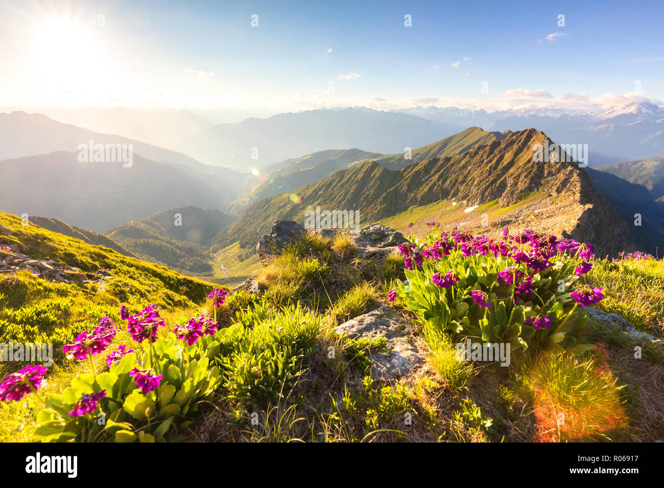 Wilde Blumen am Monte Azzarini mit Monte Pedena und Albaredo Tal im Hintergrund, Bergamasker Alpen, Lombardei, Italien, Europa Stockfoto