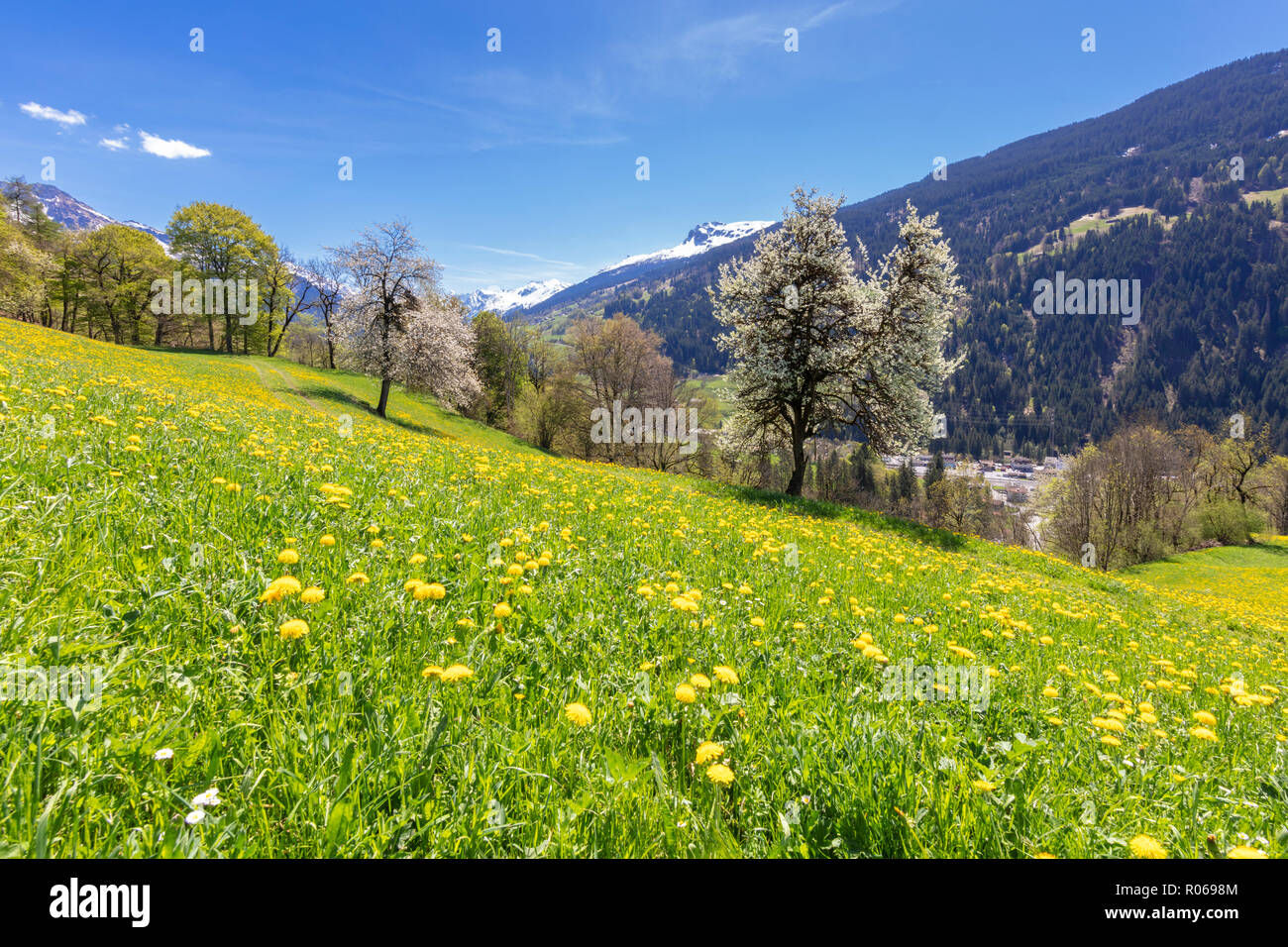 Gelbe Wildblumen auf Gras Felder im Frühling, Prattigau-Davos Luzein, Region, Kanton Graubünden, Schweiz, Europa Stockfoto