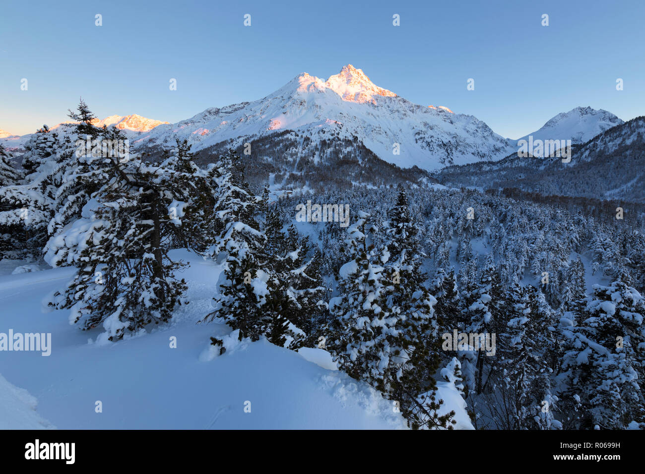 Verschneite Bäume, Maloja, Bergell, Engadin, Kanton Graubünden, Schweiz, Europa Stockfoto