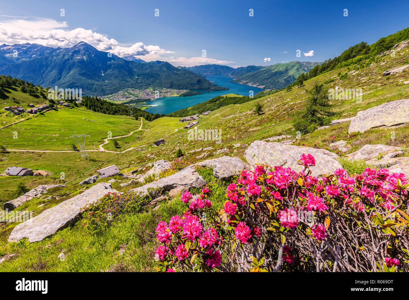 Rhododendron auf dem Monte Berlinghera mit Alpe di Mezzo und Alpe Pesceda im Hintergrund, Sondrio Provinz, Lombardei, Italien, Europa Stockfoto