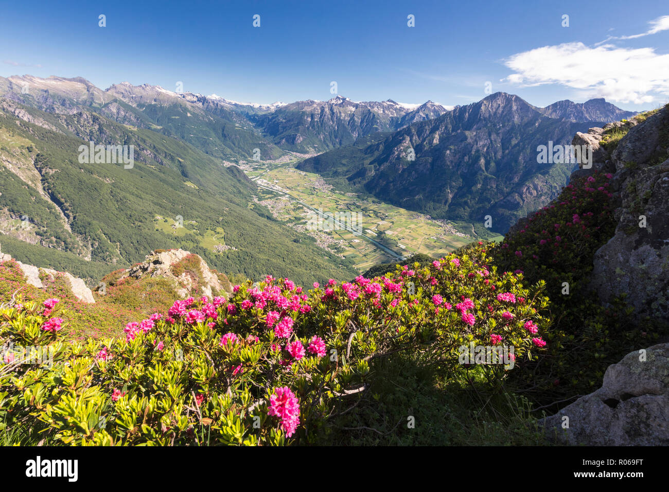 Rhododendron auf dem Monte Berlinghera mit Chiavenna Tals im Hintergrund, Sondrio Provinz, Lombardei, Italien, Europa Stockfoto