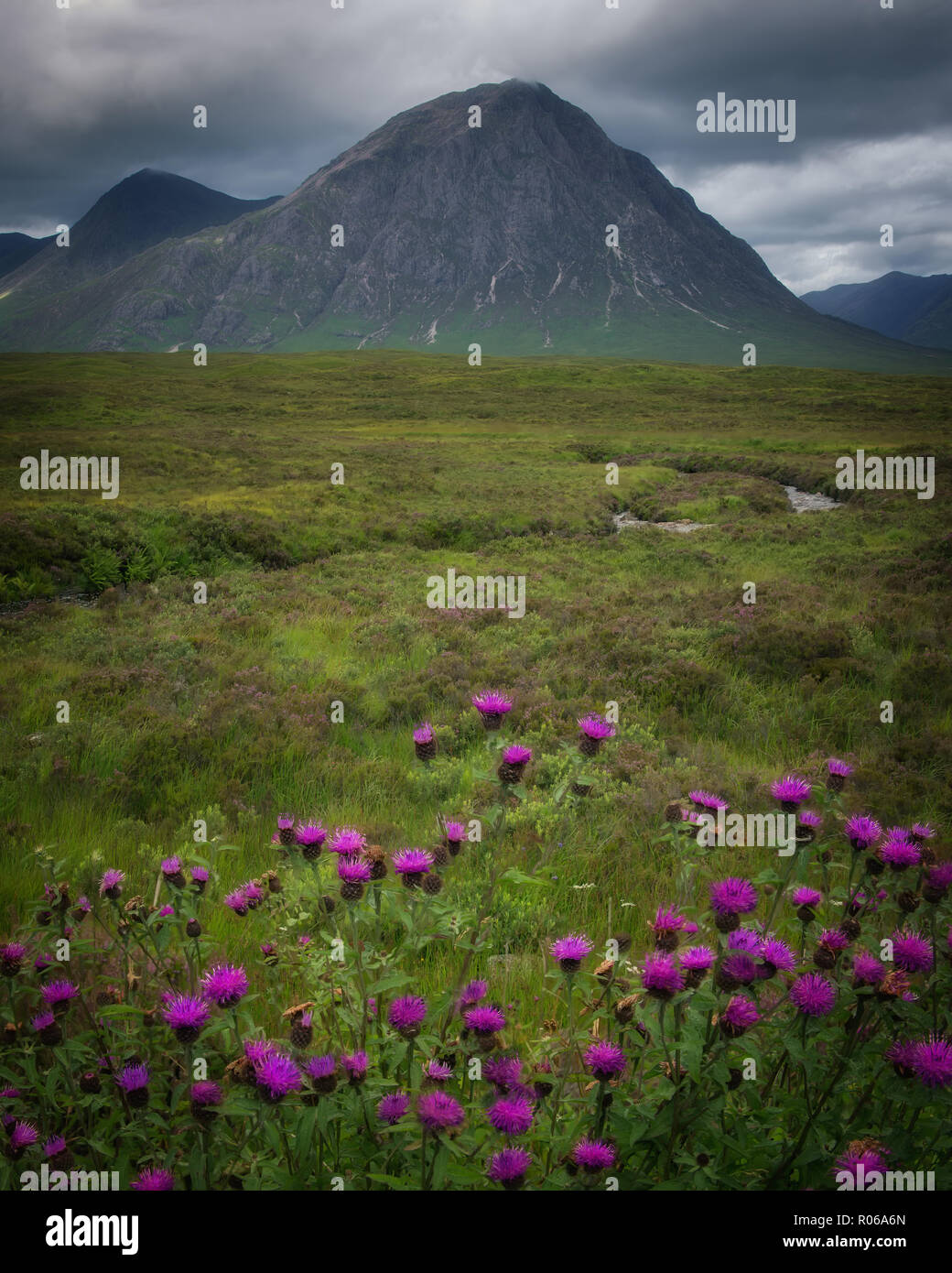 Buchaille Etive Mor, Glencoe von schottischen Disteln, Schottland, Vereinigtes Königreich umgeben, Europa Stockfoto