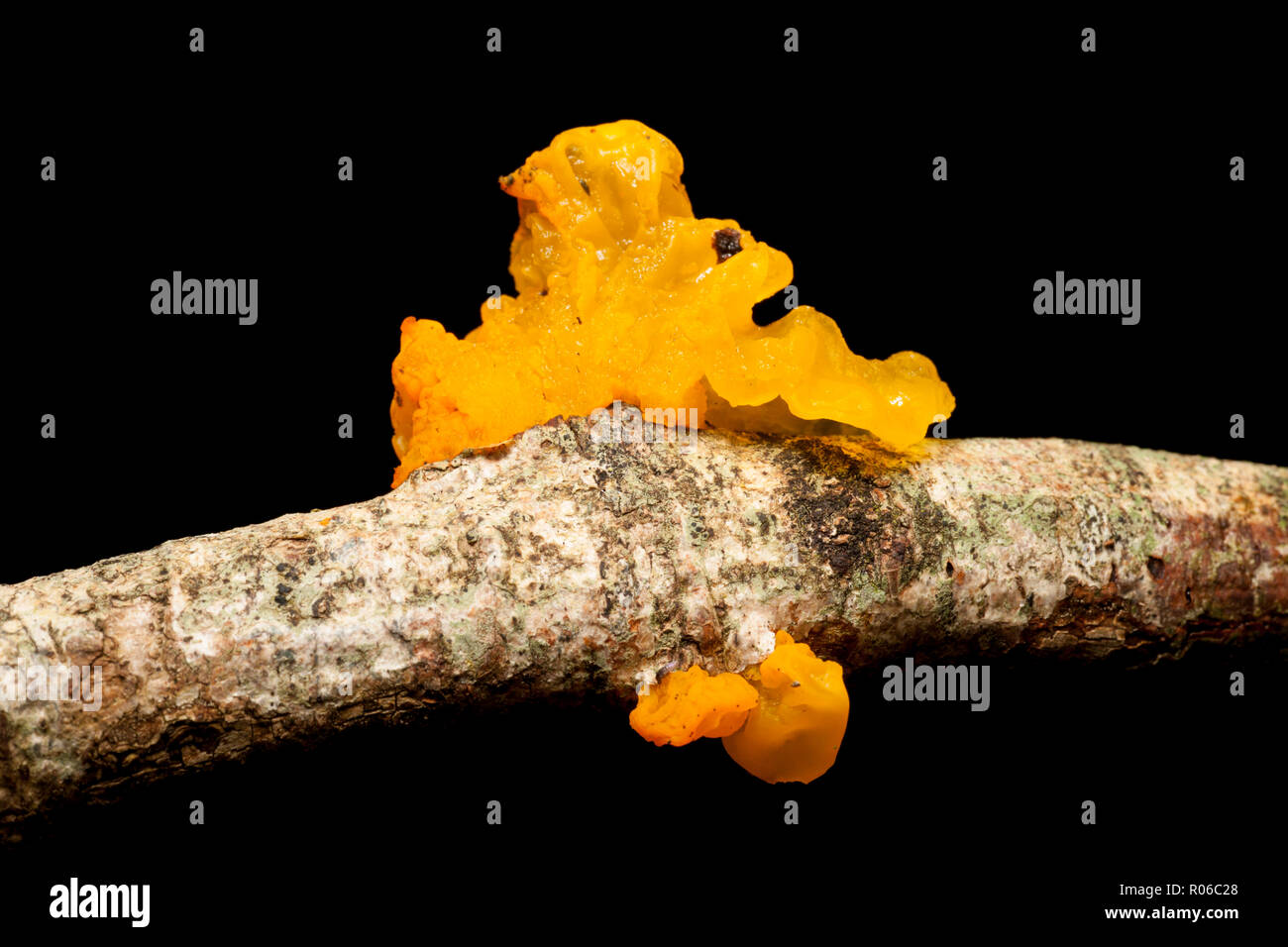 Gelbe Gehirn Tremella mesenterica Pilze,, wächst an einem toten Zweig. New Forest Hampshire England UK GB Stockfoto