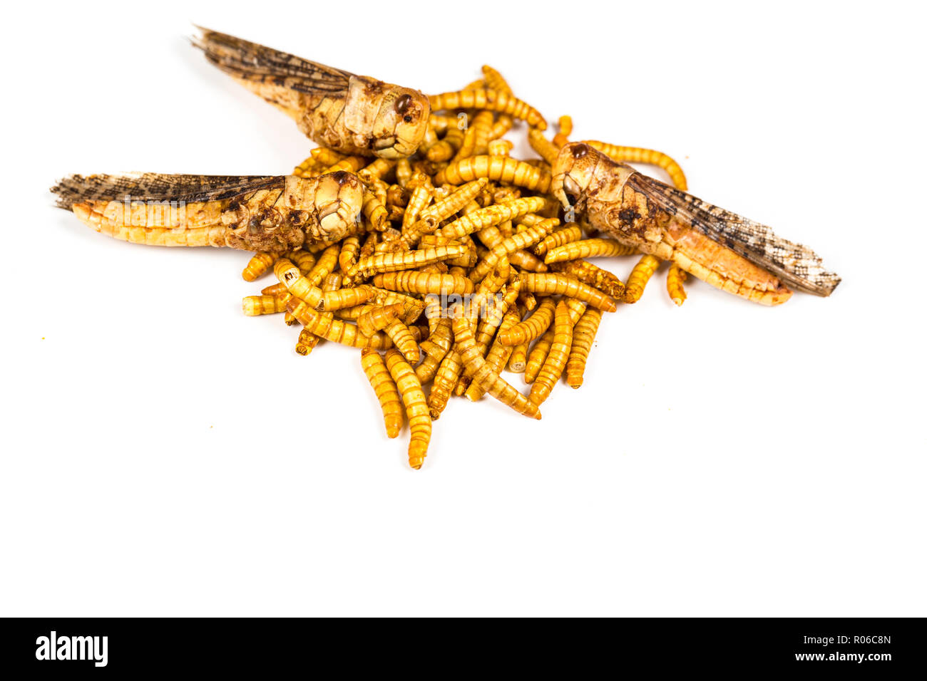 Close-up Genießbare gebratene Würmer molitors Insekten essen geeignet als Snack für zwischendurch. Die asiatische Kultur und Eiweiß Nahrung der Zukunft. Gesundes Leben Konzept Stockfoto