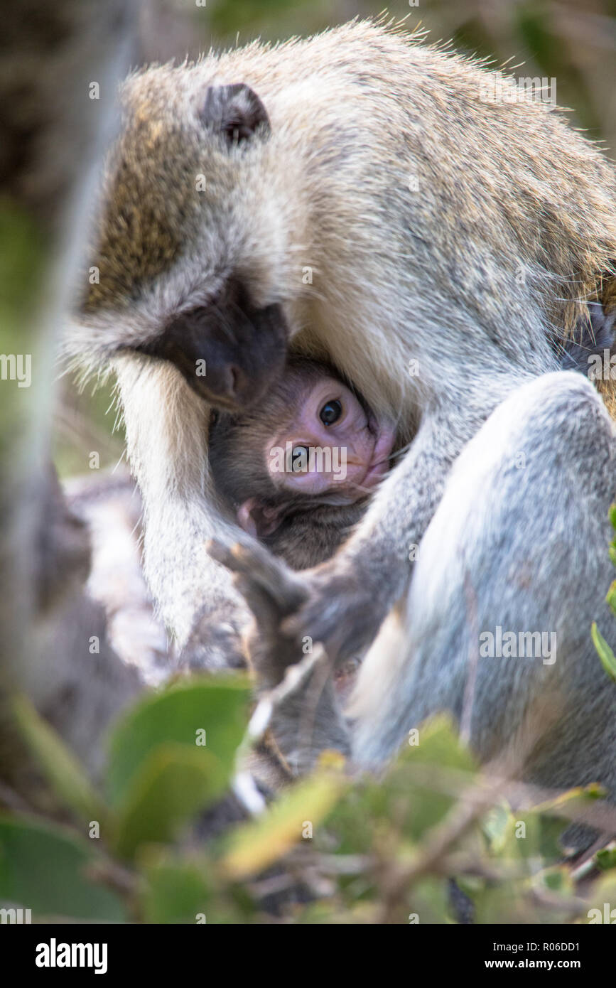 Meerkatze mit Baby im Tsavo Nationalpark in Kenia Stockfoto