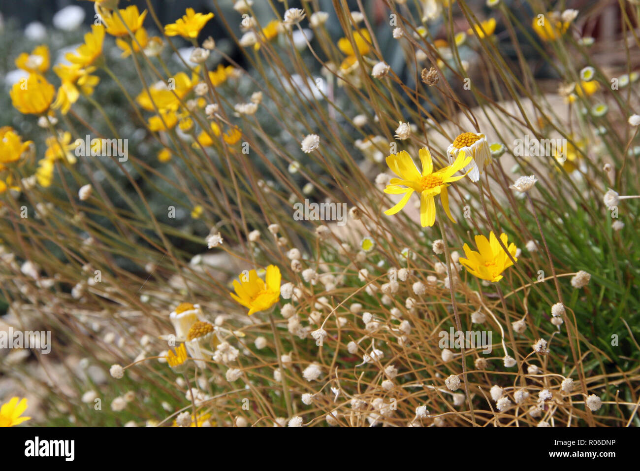 Gelbe Wildblumen durch winzige weiße Blumen umgeben Stockfoto