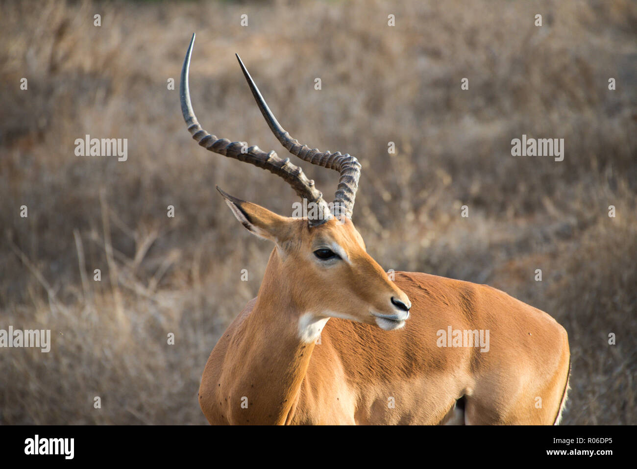 Die Antilope im Tsavo Ost Nationalpark, Kenia Stockfoto