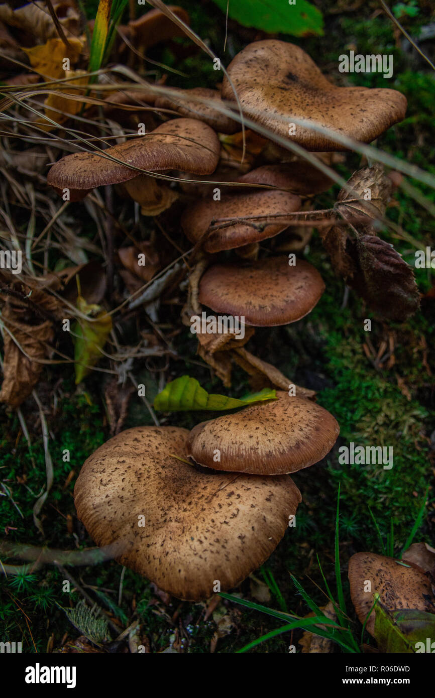 Pilze Im Wald Des Nationalparks Harz Deutschland Stockfotografie Alamy