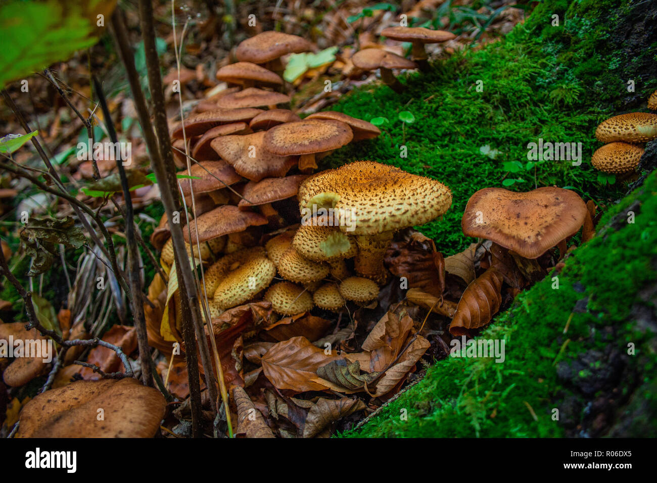 Pilze Im Wald Des Nationalparks Harz Deutschland Stockfotografie Alamy