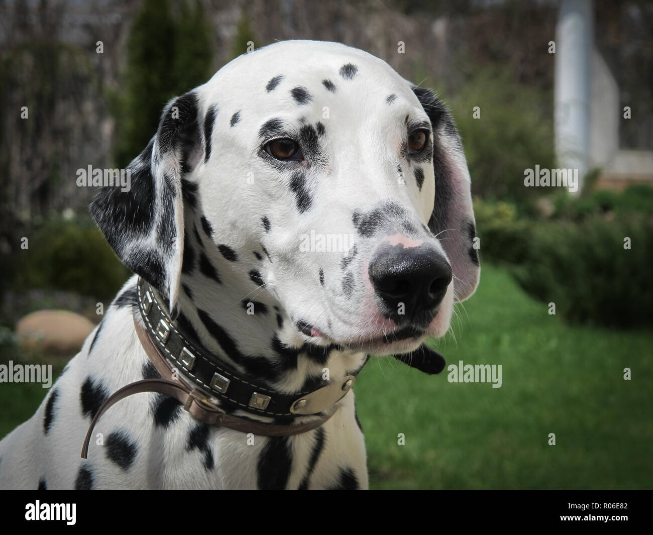 Das Porträt des jungen reinrassigen Dalmatiner im Garten Stockfoto