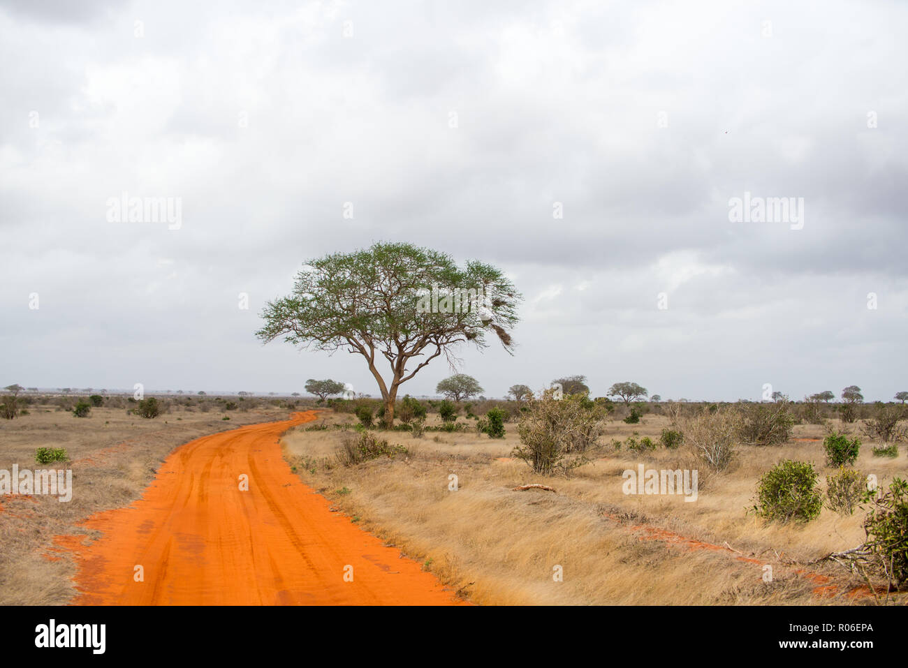 Rot Braun unbefestigte Straße durch die Savanne in Tsavo Ost Nationalpark, Kenia, Afrika Stockfoto