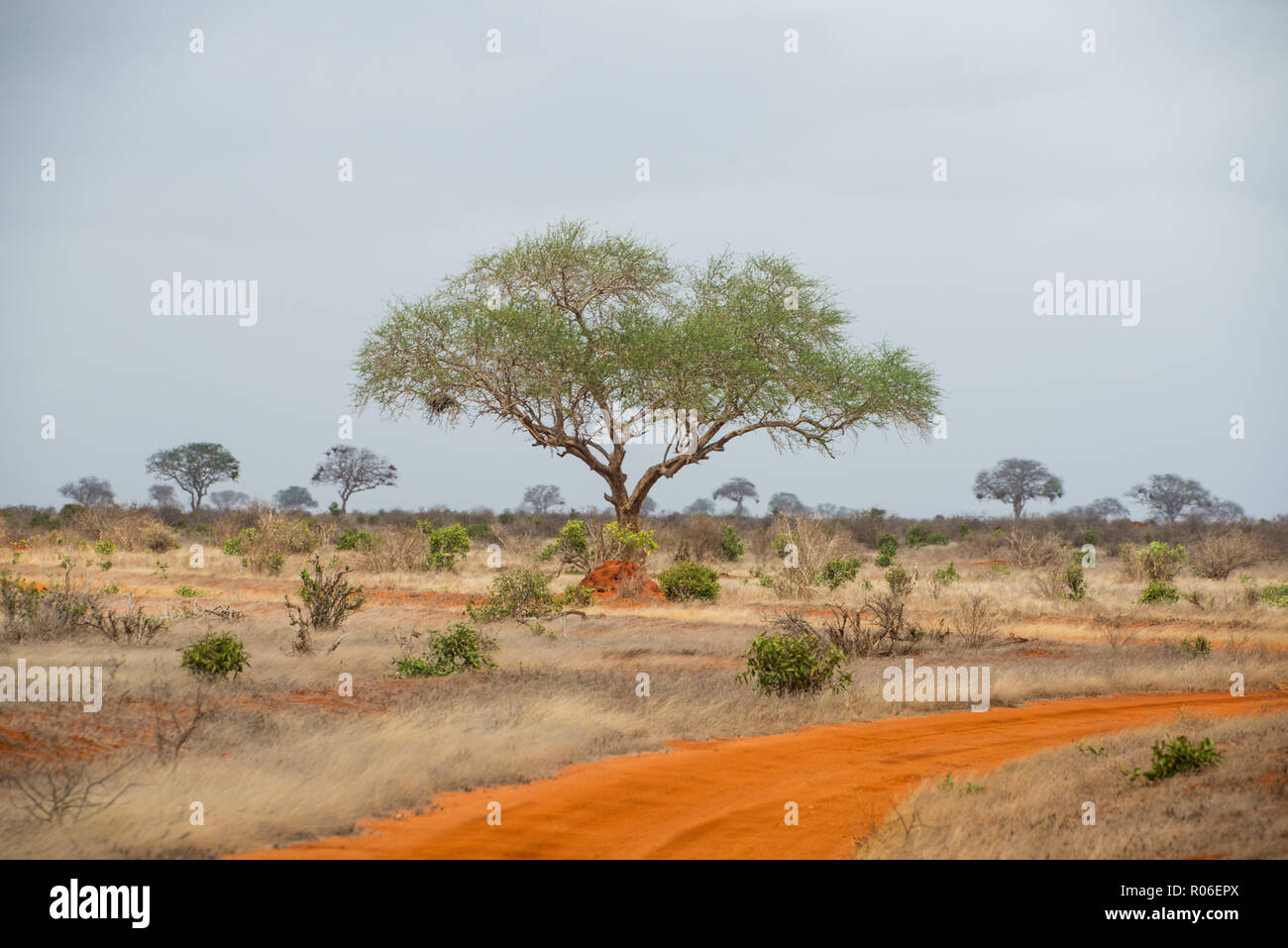 Rot Braun unbefestigte Straße durch die Savanne in Tsavo Ost Nationalpark, Kenia, Afrika Stockfoto