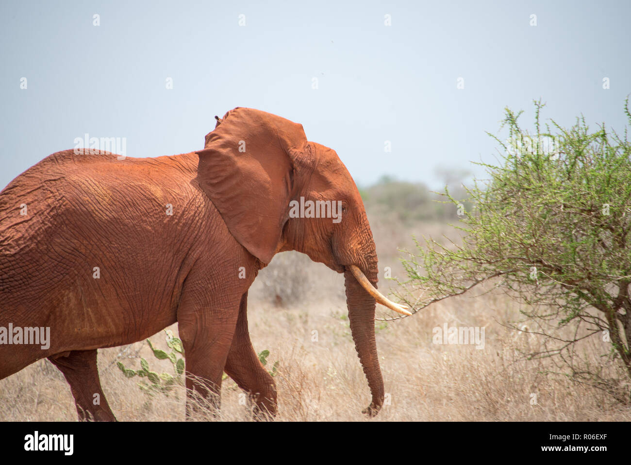 Elefant im Tsavo Nationalpark, Kenia Stockfoto