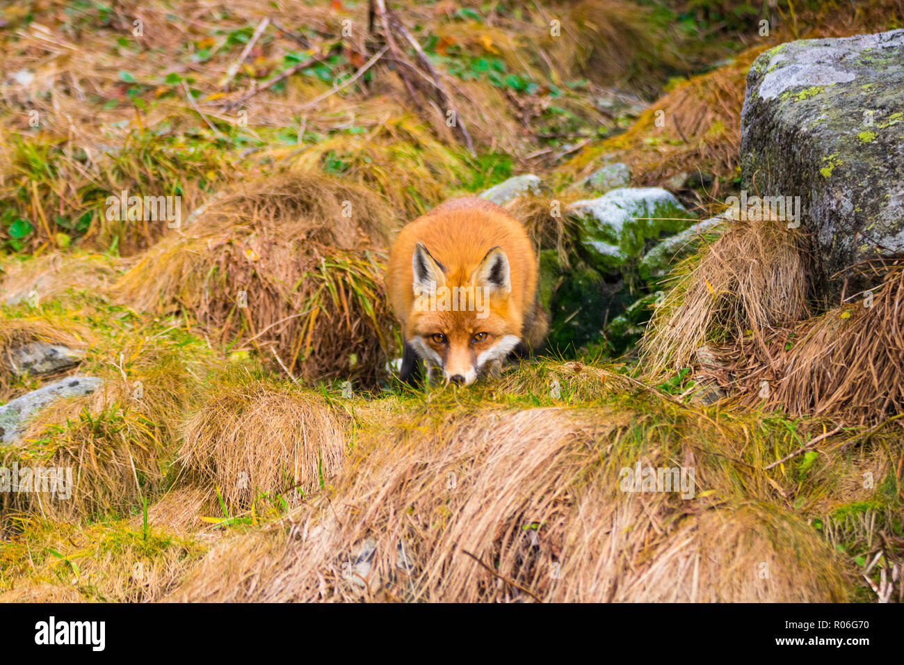 Lauernde Fuchs erfassen in der Slowakischen Hohen Tatra Natur. Stockfoto