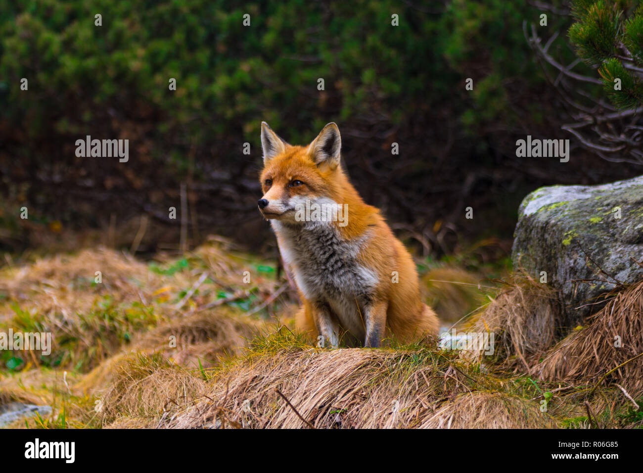 Erfassung von Fox aufpassen für etwas zu Essen. Slowakei Stockfoto