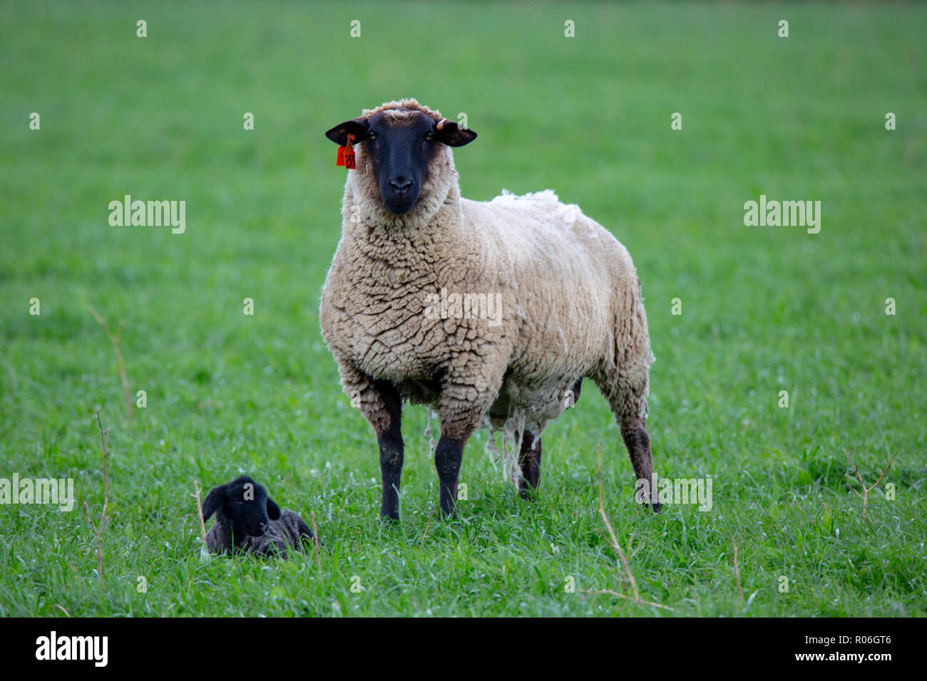 Eine Mutter suffolk Ewe mit ihrem kleinen Schwarzen Lamm in der Wiese Stockfoto