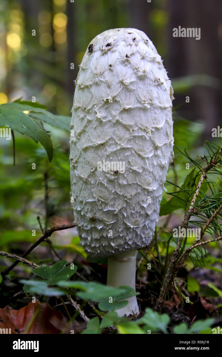 Shaggy mane, Coprinus comatus, Bayern, Deutschland, Europa Stockfoto