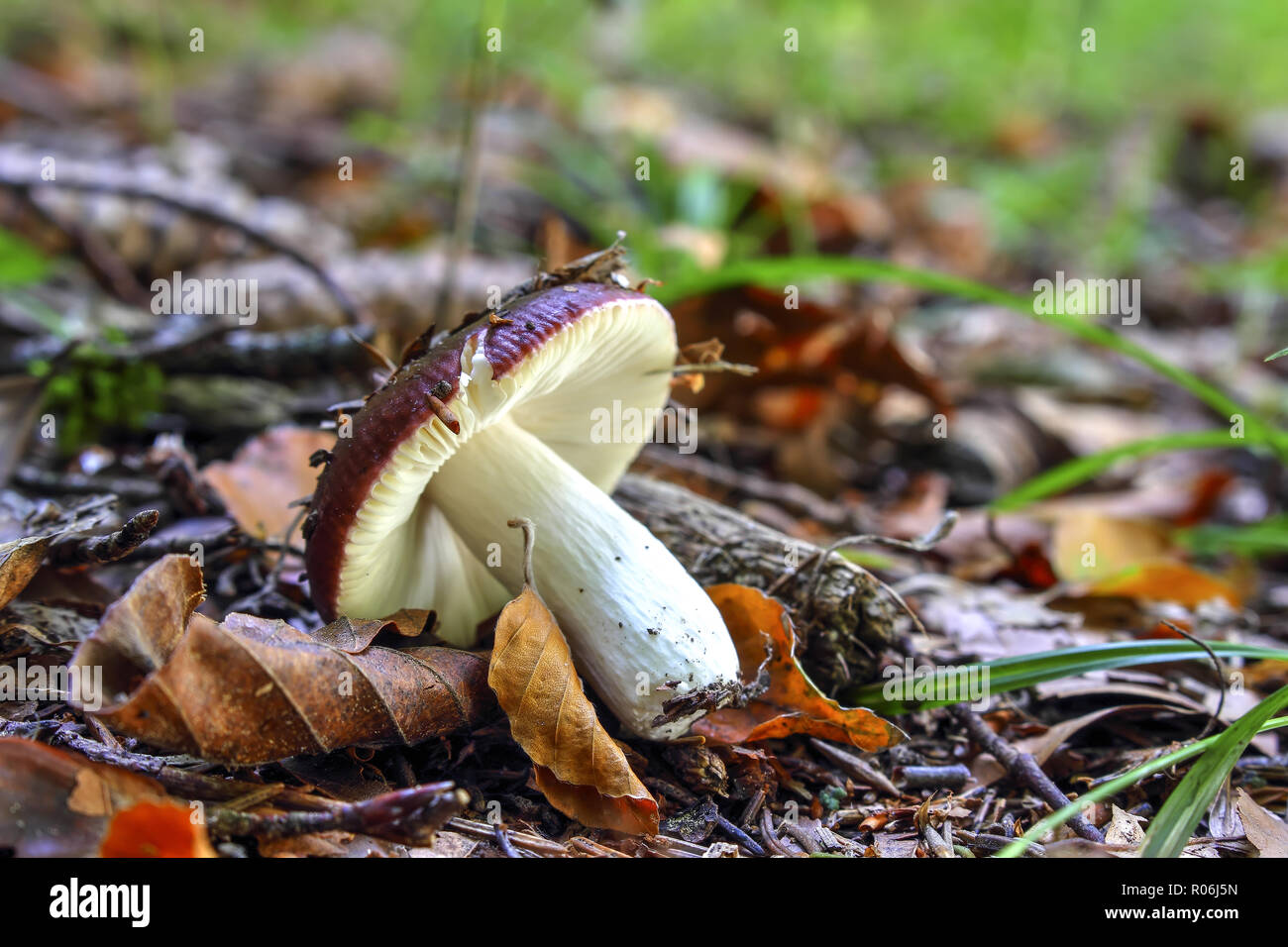 Schwärzlich Purpur, Violett brittlegill, psathyrella Psathyrella atropurpurea Syn. Psathyrella Krombholzii Shaffer, Bayern, Deutschland, Europa Stockfoto