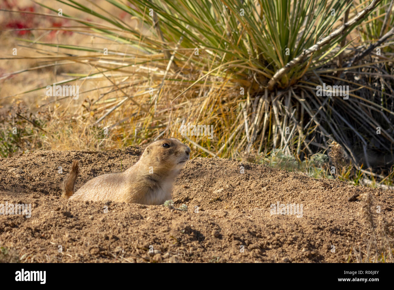 Schwarz-tailed Prairie Dog aus Burrow, mit Yucca Pflanze im Hintergrund. Gateway Mesa Open Space Park, Colorado, USA. Stockfoto