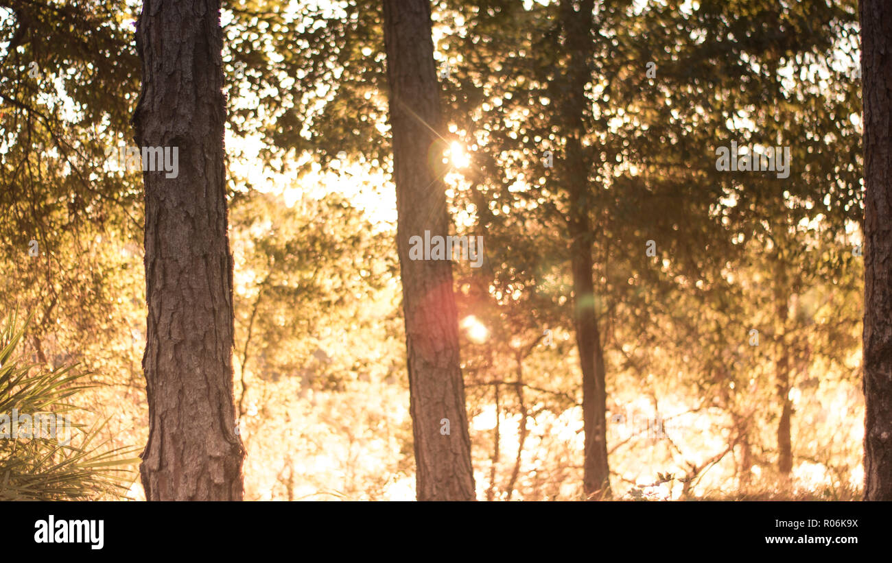 Natur und Licht durch Bäume Stockfoto