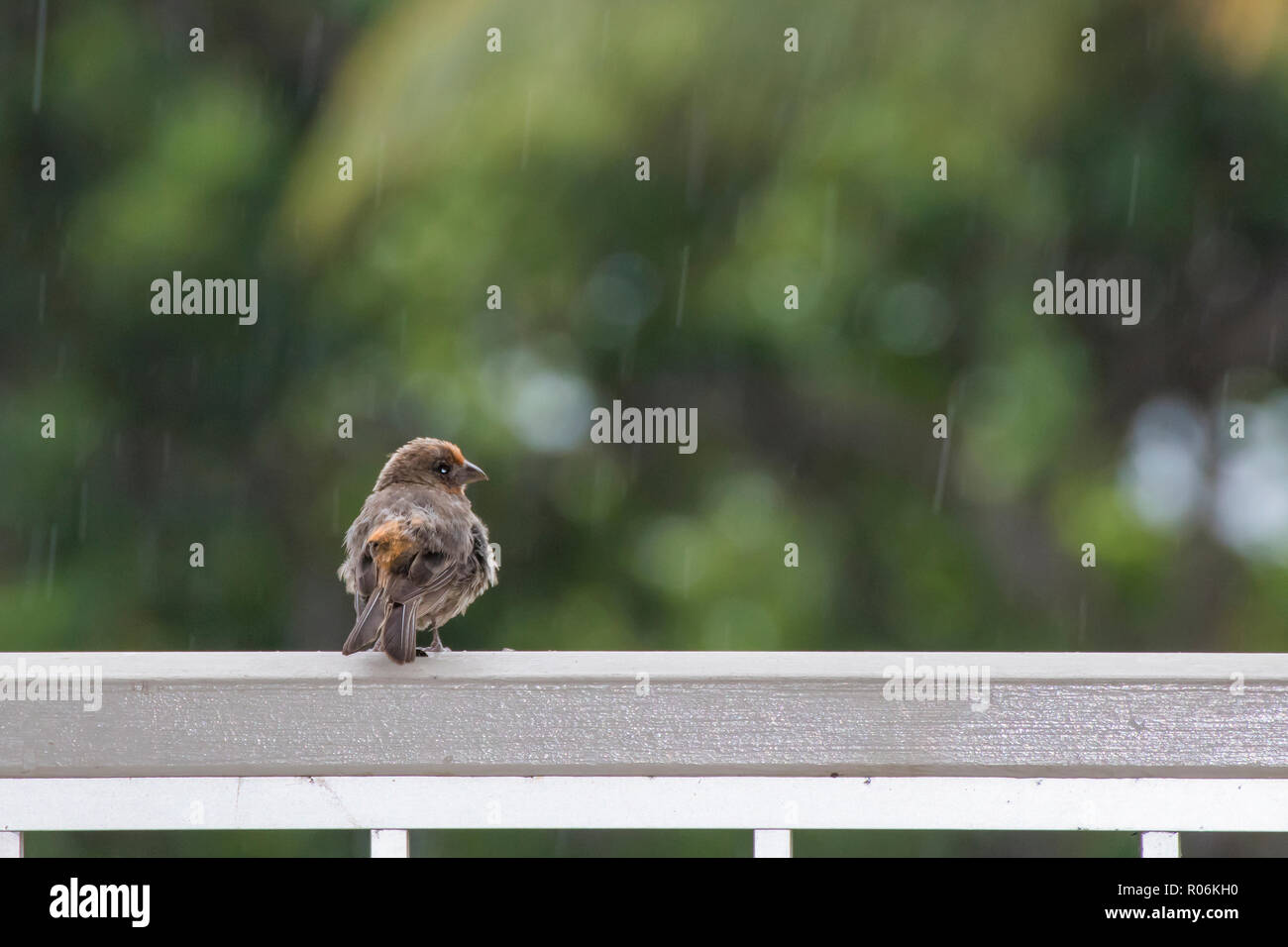 Orange und Braun House finch Vogel mit Federn Fluffed wartet auf die Reling für Regen zu Ende mit grünem Hintergrund und Regentropfen Stockfoto