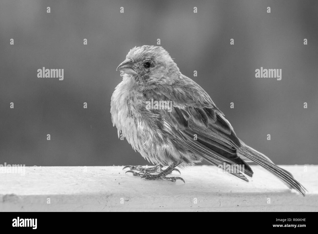 Schwarze und weiße Nahaufnahme Profil House finch Vogel auf Geländer mit Detail in Fluffed Federn und hellen Augen und Schnabel Stockfoto