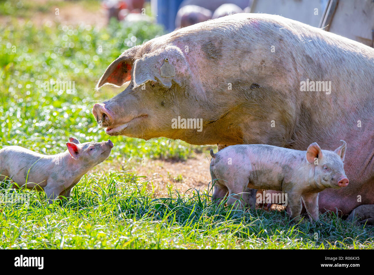 Ein Baby Schweinchen sieht zu seinem sow Mamma für Komfort auf einem freien Bereich der Schweinehaltung in Neuseeland Stockfoto