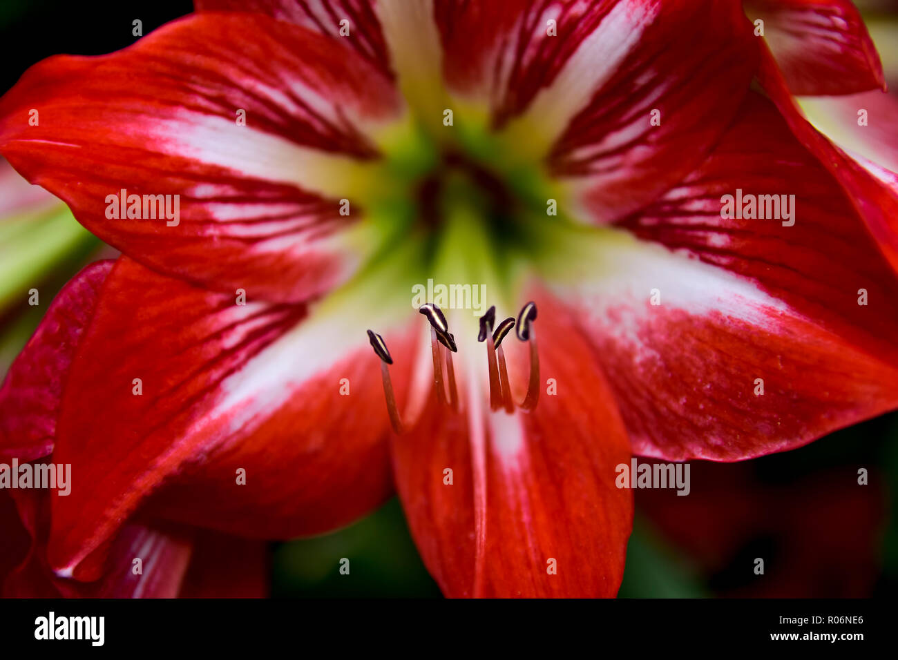 Rote Lilie Blume im Park Stockfoto