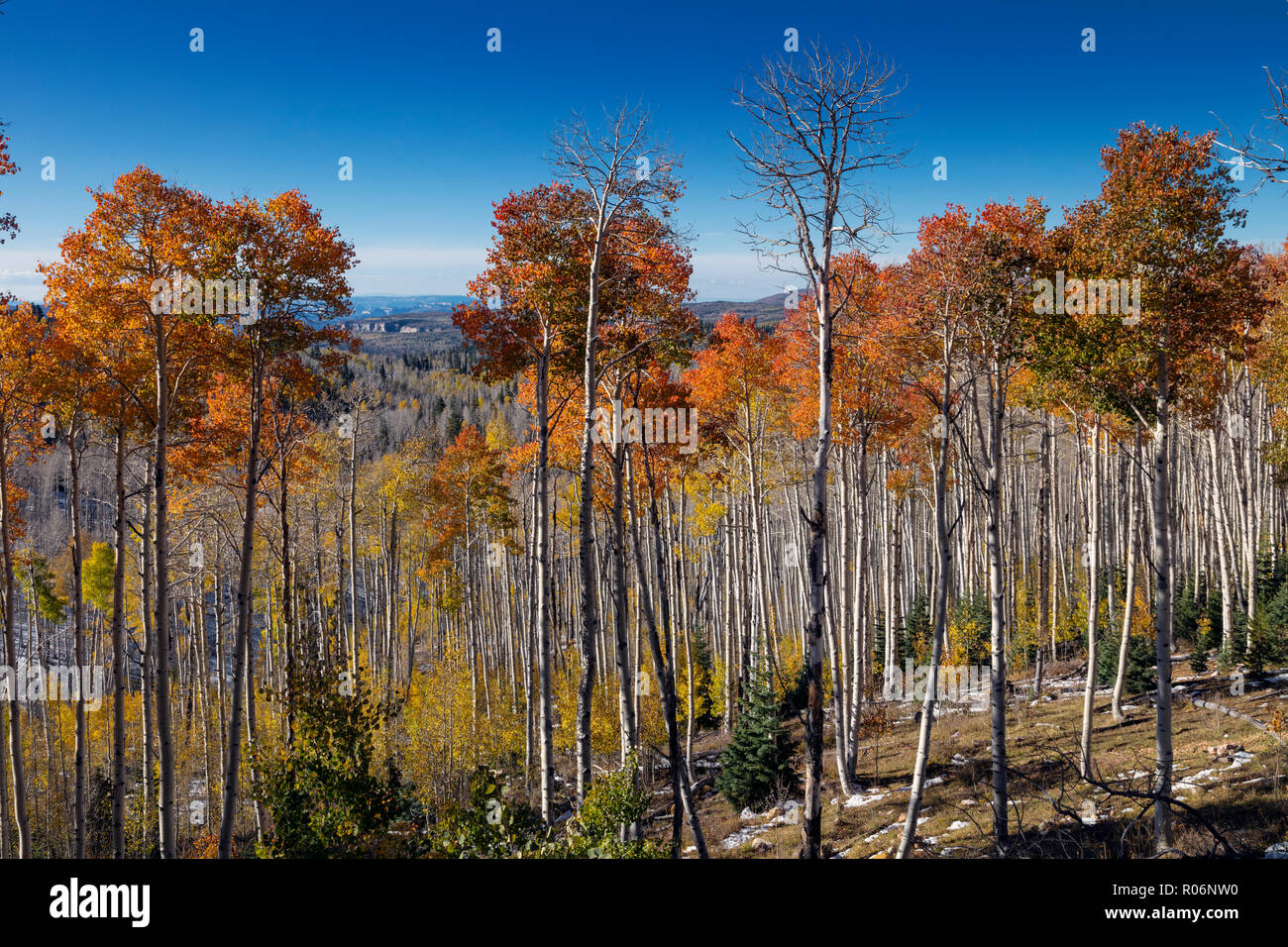 Ändern von Aspen - südliche Utah Berge Stockfoto