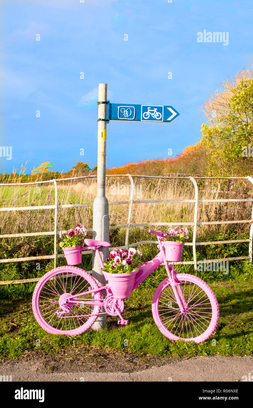 Fahrrad am Straßenrand lackiert rosa mit blume Anzeige der Rosa rote und weiße Stiefmütterchen. Elswick Dorf Lancashire England Großbritannien Stockfoto
