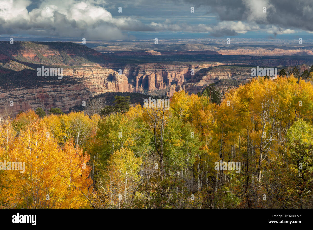 Herbst Farbe - Manti-La Sal National Forest, Illinois Stockfoto