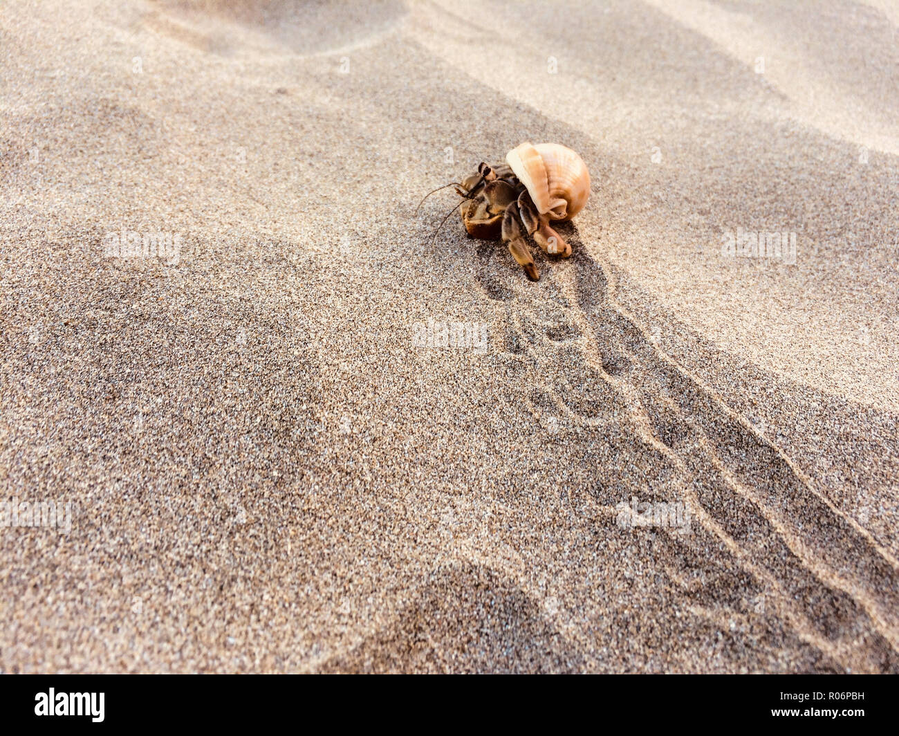 Einsiedlerkrebs am Strand - Krabben im Inneren der Schale Stockfoto